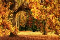 秋季养生秘方 总有一款适合你