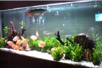 美容院做生意鱼缸这么摆放，催财旺气